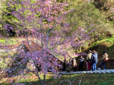 小橋與櫻花(阿里山詩路往姐妹潭)