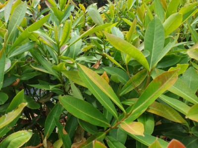 大頭茶