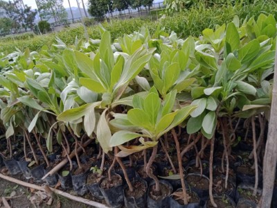 白水木