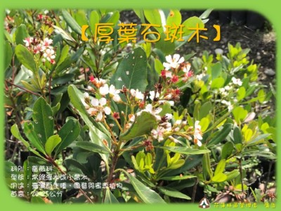 厚葉石斑木