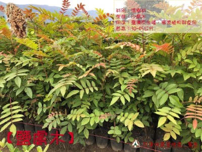 鹽膚木