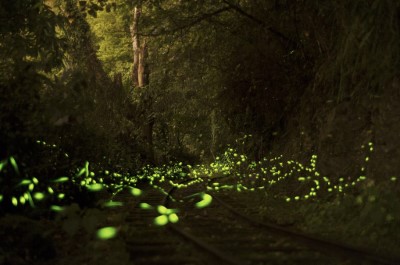 107年池南螢火蟲-蹦蹦車道(圖/Sango提供)