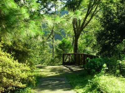 八仙山國家森林遊樂區森林浴之旅