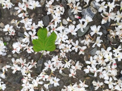 南華林業園區油桐花朵朵飄落。