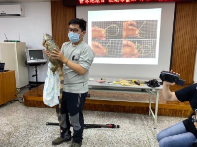 綠鬣蜥展示