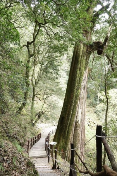 大雪山小神木步道