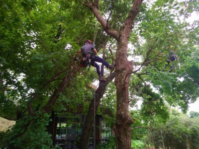 羅東林業文化園區攀樹師展藝，高空修剪樹木、建構健康都市林