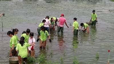 學生們清除雜草白花水龍以及有害生物福壽螺