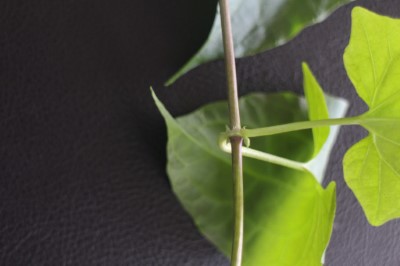 節上一對半透明撕裂狀托葉是小花蔓澤蘭特徵之一.