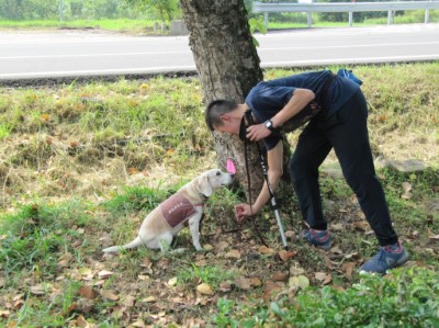 米格魯嗅出褐根病後坐下