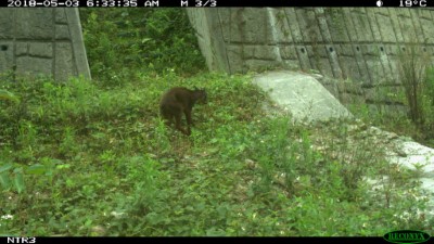 坑溝整治增設橫向動物通道臺灣野山羊也到溪床中覓食