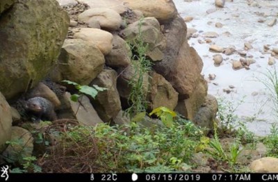 溪流橫向砌石動物通道食蟹獴遊憩蹤跡