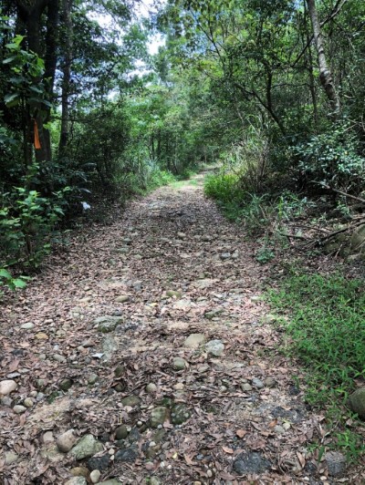 1314號土砂捍止保安林山徑步道景緻(攝影者楊佳如)