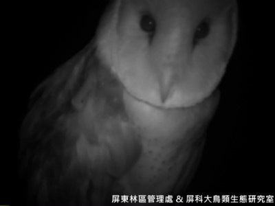 草鴞看鏡頭