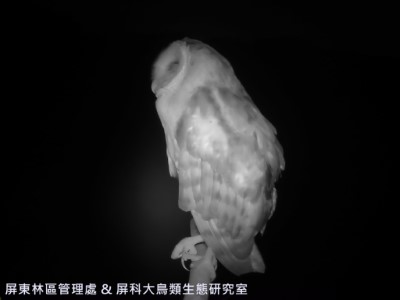 草鴞站立於棲架上