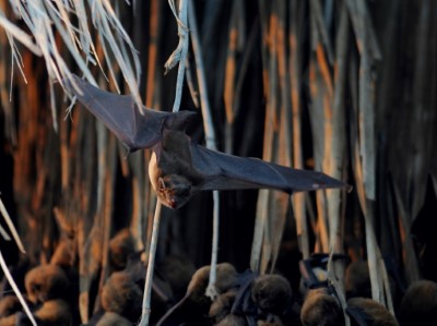 夏夜小飛俠出動