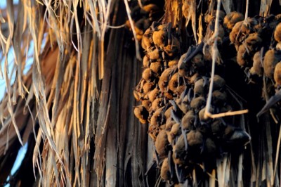 夕陽灑在成串的高頭蝠上