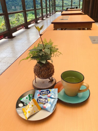 植物苔球手作-成品照