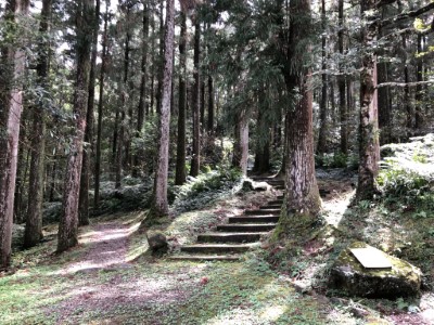 東眼山國家森林遊樂區步道