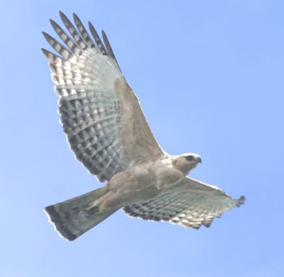 熊鷹亞成鳥展翅飛翔