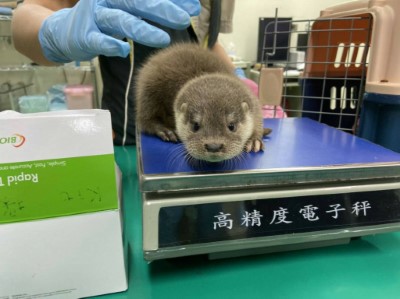 臺北市立動物園救傷水獺1