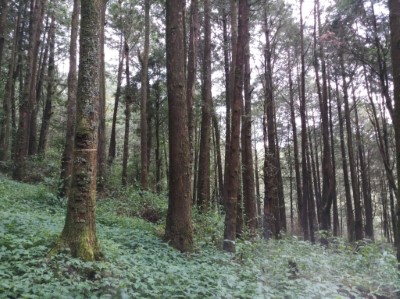 水山線林相