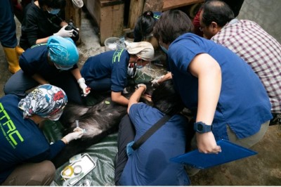 錦屏母熊進行健康檢查