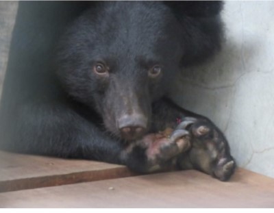 母熊左右前肢恢復良好，表皮層完全癒合