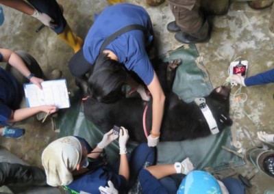 錦屏母熊進行健康檢查，並佩掛無線電發報頸圈。