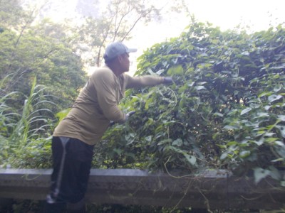 小花蔓澤蘭清除情形