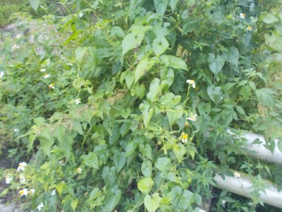 林道旁之小花蔓澤蘭生長
