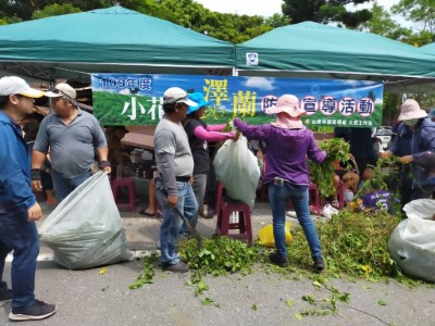 小花蔓澤蘭秤重