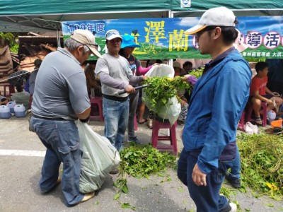 小花蔓澤蘭裝袋