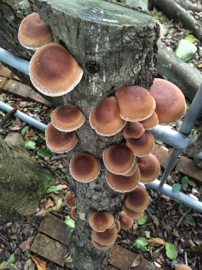 段木香菇