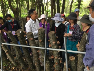 段木香菇解說