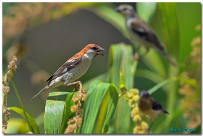 山麻雀公鳥吃小米