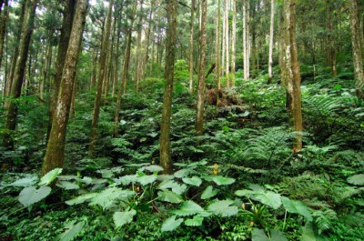 森林景觀