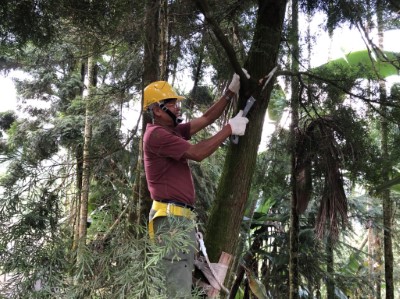 學員體驗林木修枝的辛勞