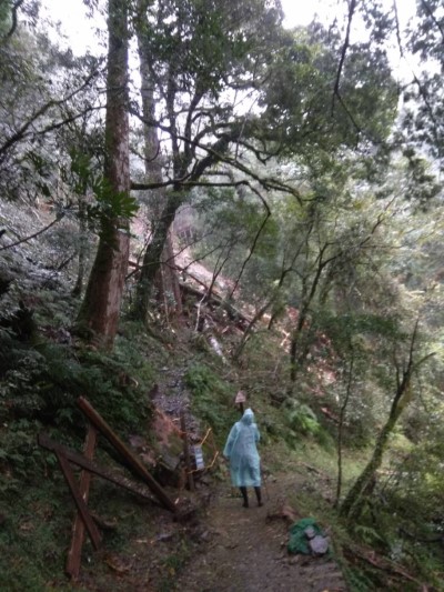 拉拉山巨木步道倒木1