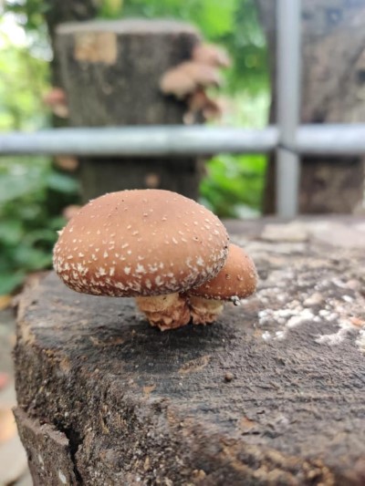 新鮮飽滿的段木香菇