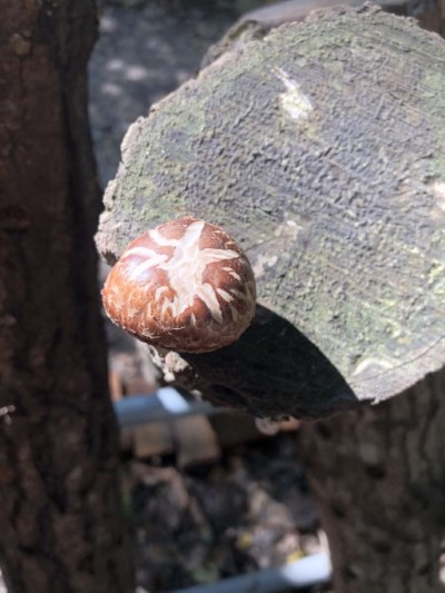 段木香菇