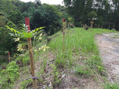 台南市玉井區造林地-光蠟樹