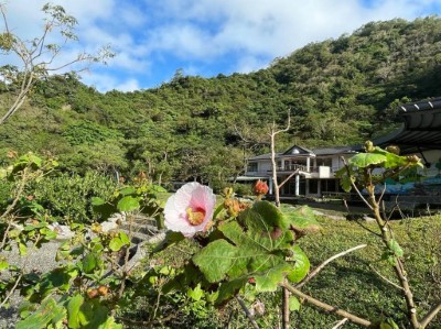 目前正值山芙蓉盛放期-吳欣瑾攝