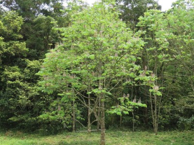 鐘萼木為台灣北部低海拔植物，分布於侯硐、小油坑、金瓜石、蘇澳等地區，花大色豔麗具觀賞價值，可當行道樹或景觀樹(攝影：廖靜蕙)。