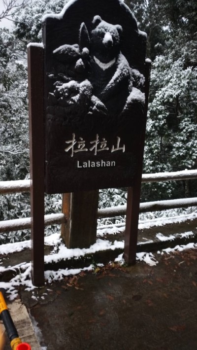 拉拉山巨木區於110年1月12日凌晨再降瑞雪