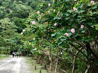 瀑布步道沿線都可以看到山芙蓉盛開