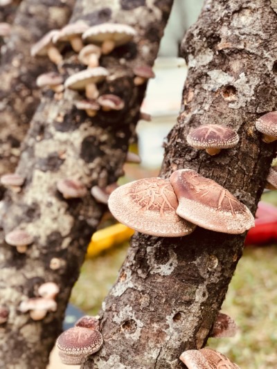 林下經濟產品-段木香菇