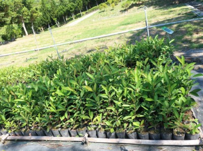 恆春山枇杷育苗情形_調整大小