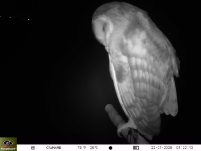 棲架上睡著的草鴞（屏東科技大鳥類生態研究室拍攝、林務局提供）
