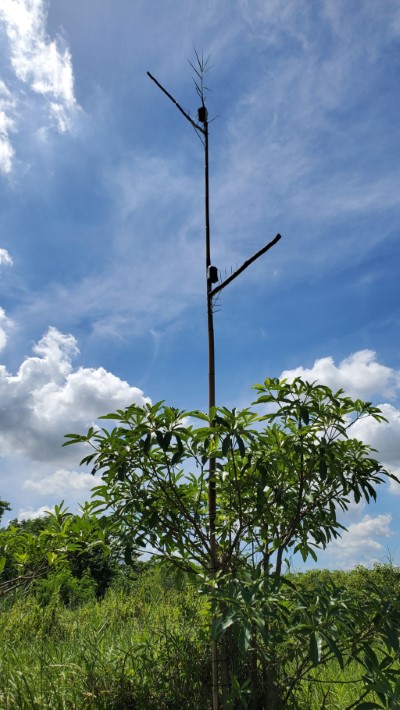 草鴞專用棲架及紅外線自動相機（屏東科技大鳥類生態研究室攝影、林務局提供）